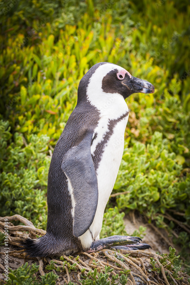 Obraz premium African Penguin Cape Peninsula