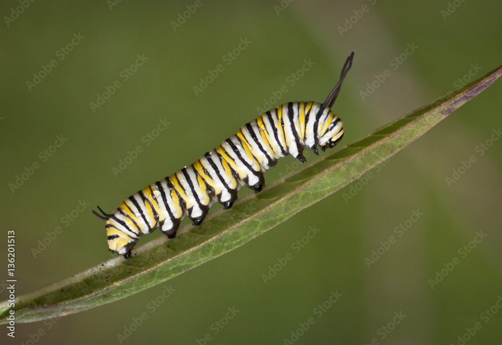 Yellow, black, and white striped monarch caterpillar crawling on a green leaf against a blurred green background