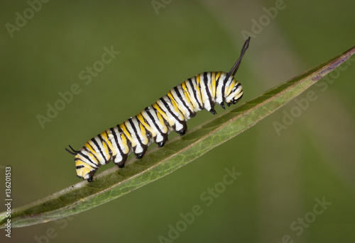 Yellow, black, and white striped monarch caterpillar crawling on a green leaf against a blurred green background