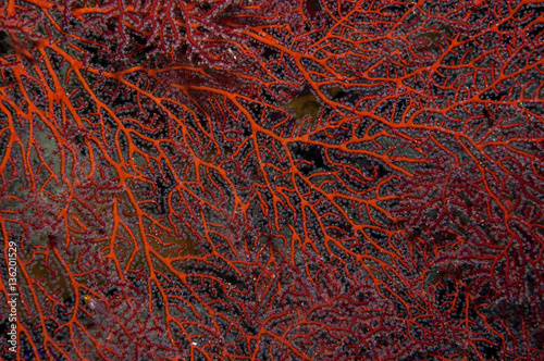 Fan coral detail photo