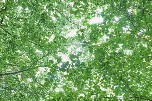 Fototapet Abstract tree canopy leaves looking up into bright light