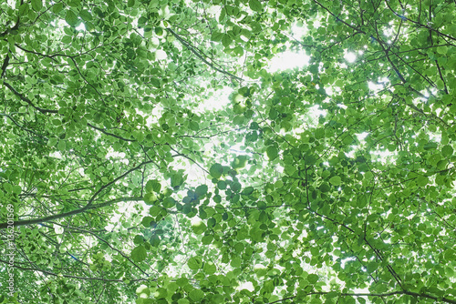 Abstract tree canopy leaves looking up into bright light