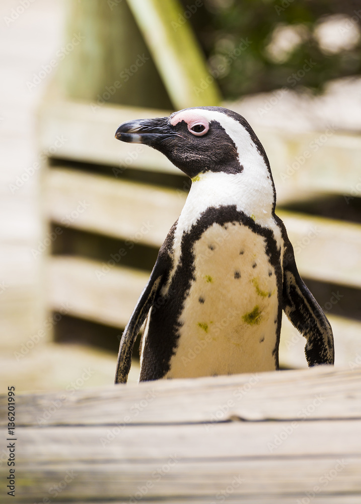 Fototapeta premium African Penguin On Boardwalk