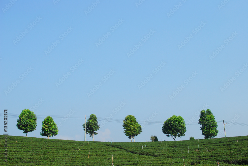 Little trees on the hill or mountain. Little trees on the hill or mountain.