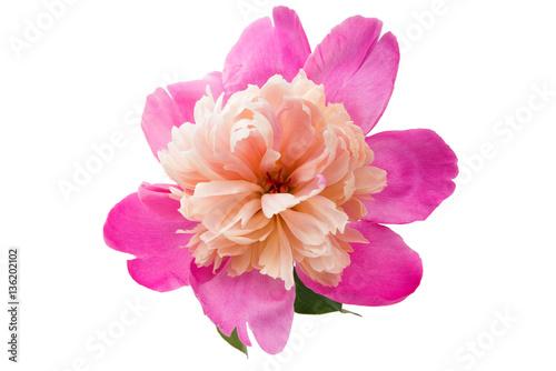 flower pink peony