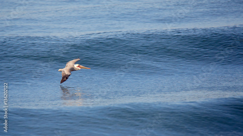 Brown pelican glides over a calm blue ocean