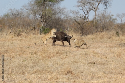 lions and buffalo photo