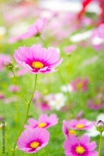 pink flowers in the park   cosmos flowers in the garden with sun