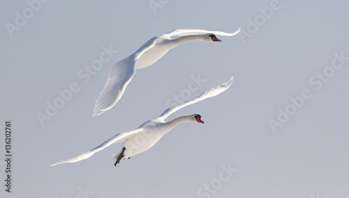 Fototapeta Naklejka Na Ścianę i Meble -  Pair of swans flying over frozen river Danube covered with snow, in Belgrade, Zemun, Serbia.