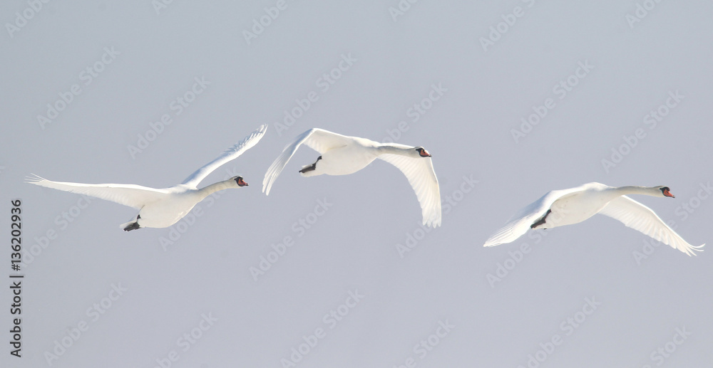 Group of swans flying over the frozen Danube river covered with snow at Zemun in the Belgrade Serbia. Group of swans flying over the frozen Danube river covered with snow at Zemun in the Belgrade Serbia.