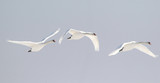 Group of swans flying over the frozen Danube river covered with snow at Zemun in the Belgrade Serbia.