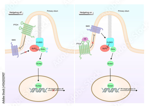 The Hedgehog signaling pathway