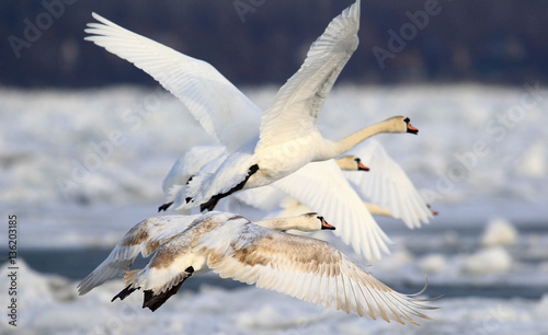 Group of swans flying over the frozen Danube river covered with snow at Zemun in the Belgrade Serbia.