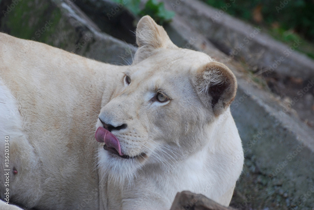 Hungry lion yawns and look at prey Hungry lion yawns and look at prey