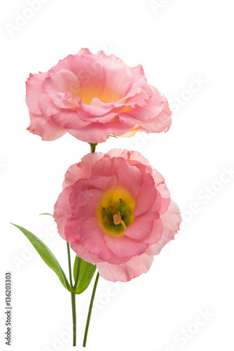 eustoma flower