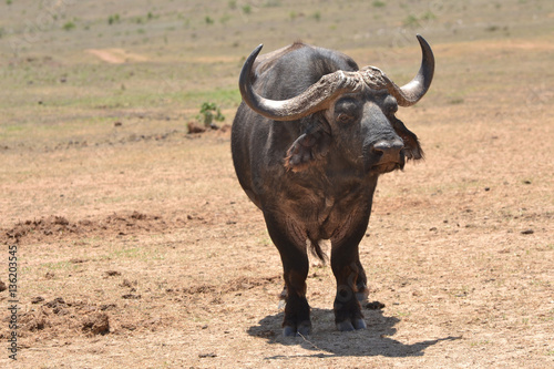 Afrikanischer Büffel  © D. Fabri