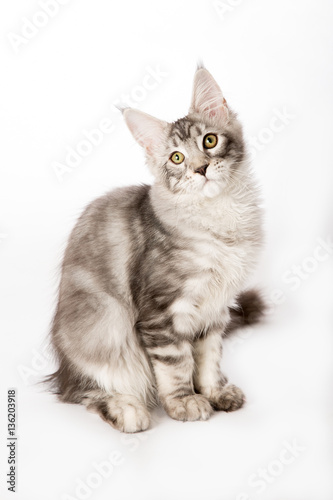Chaton Maine coon 