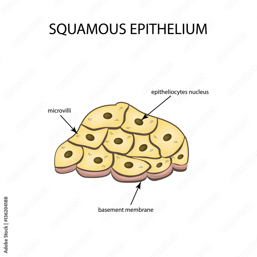 The structure of the squamous epithelium. Infographics. Vector illustration on isolated background