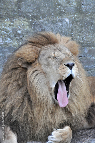 The face portrait of a yawning lion. The most dangerous and mighty predator of the world.