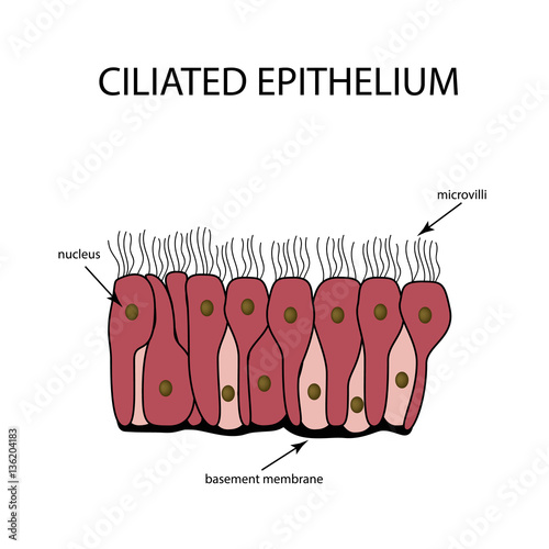 The structure of the ciliated epithelium. Infographics. Vector illustration on isolated background
