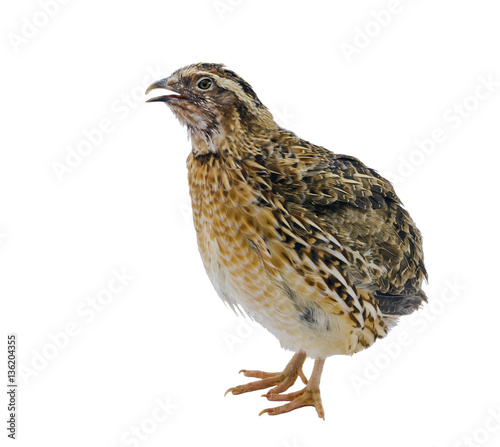 Quail hen isolated on white. Domesticated quails are important agriculture poultry
