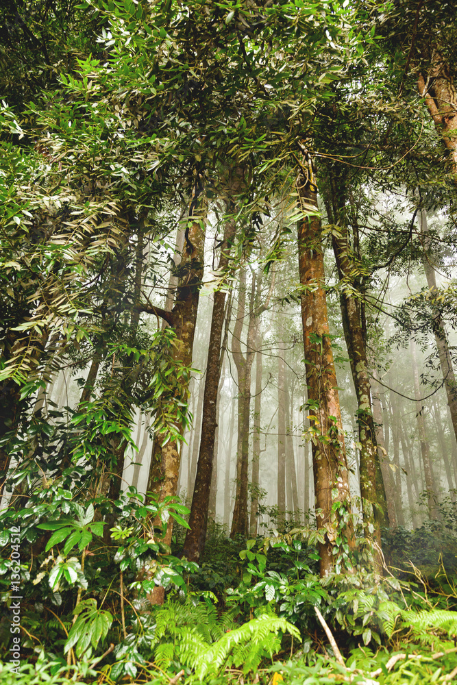 Naklejka premium Evergreen jungle forest after rain. Natural misty background. Bali, Indonesia.