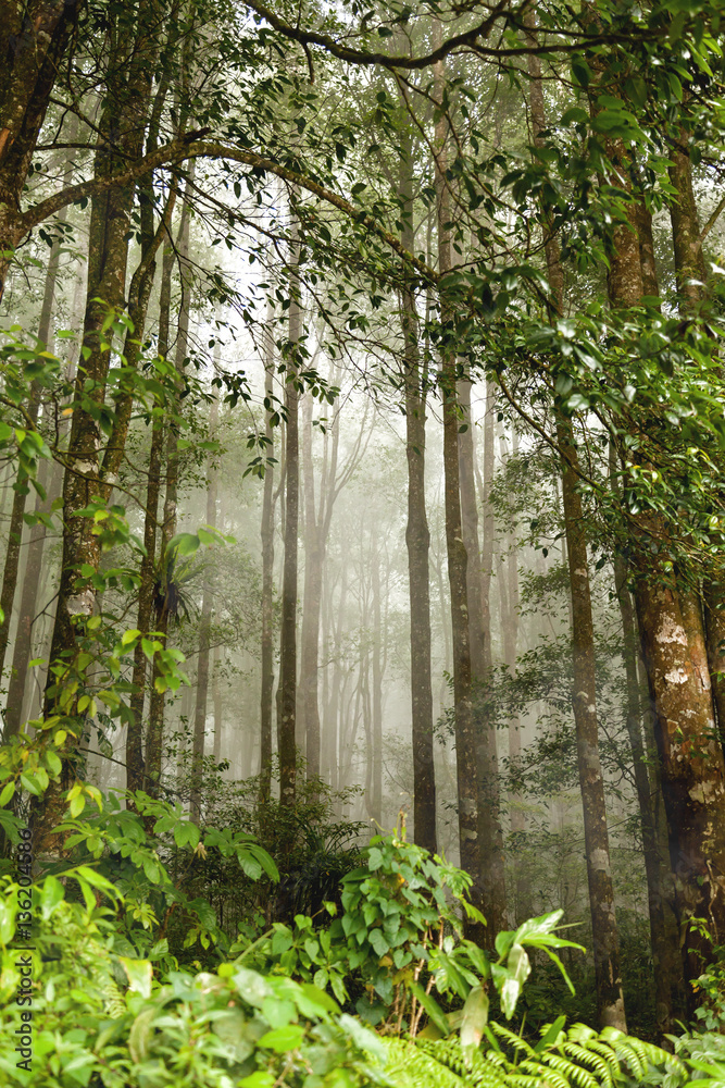 Evergreen jungle forest after rain. Natural misty background. Bali, Indonesia. Evergreen jungle forest after rain. Natural misty background. Bali, Indonesia.