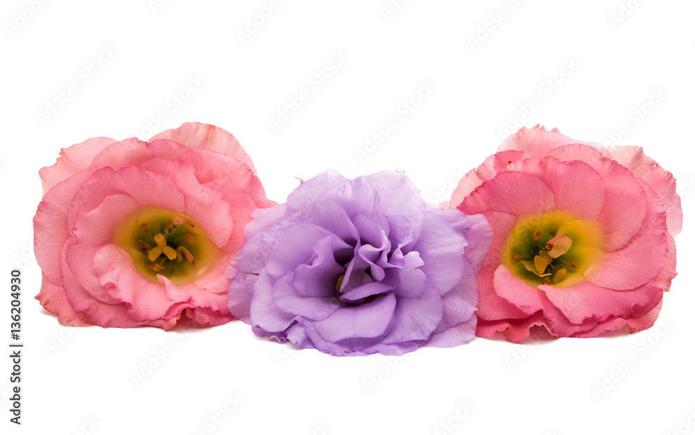 eustoma flower eustoma flower