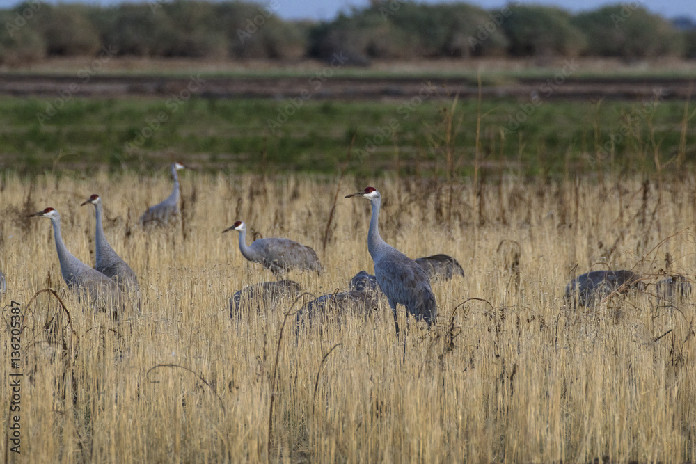 Birds sandhill crane flock migrate at the Salton Sea nature preserve in the California desert