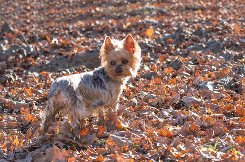 Fototapeta Naklejka Na Ścianę i Meble -  Small yorkshire terrier among the fallen autumn leaves