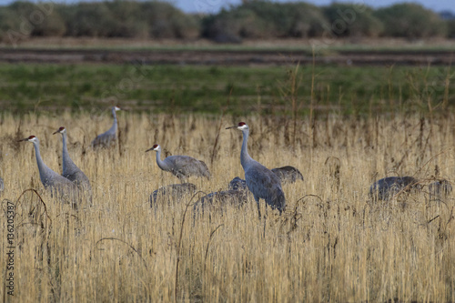 Birds sandhill crane flock migrate at the Salton Sea nature preserve in the California desert