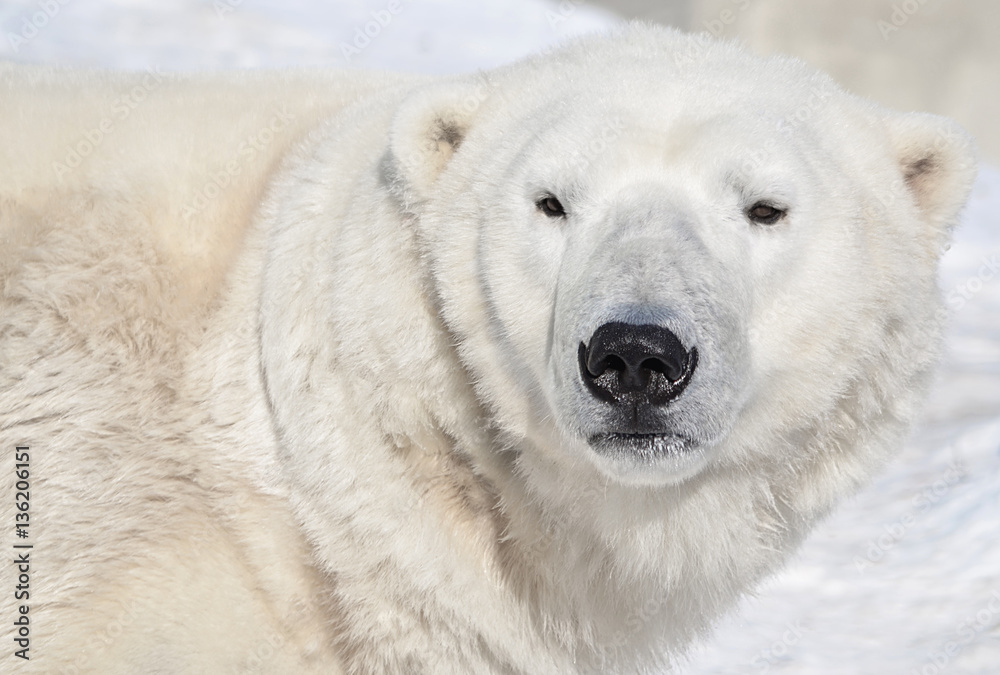 Белый медведь.