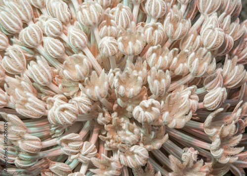 Pulsating soft coral