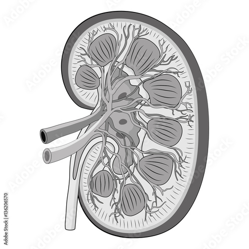 KIDNEY grey scale VECTOR