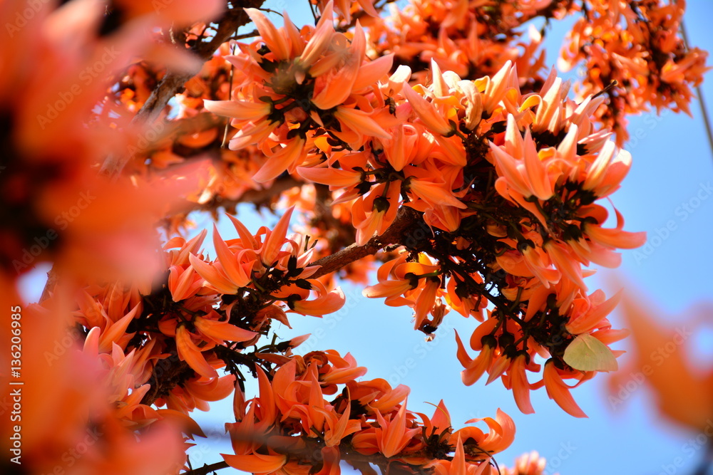 red flower on the tree so beautiful under the sky at the mornin red flower on the tree so beautiful under the sky at the mornin