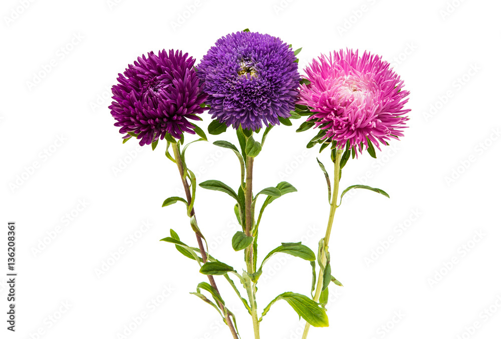 aster flower aster flower