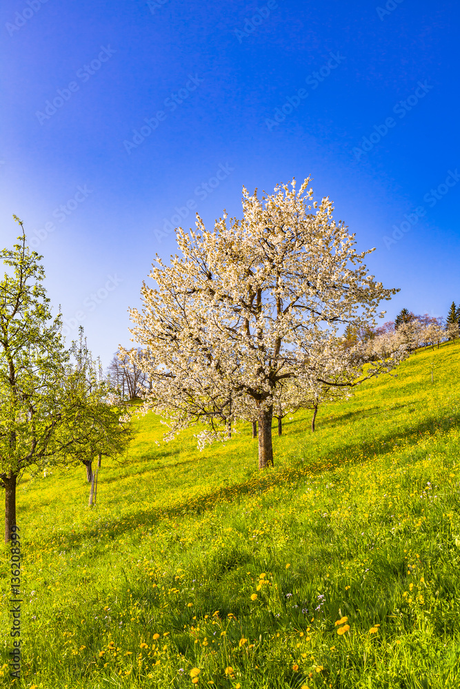 view of a cherry tree