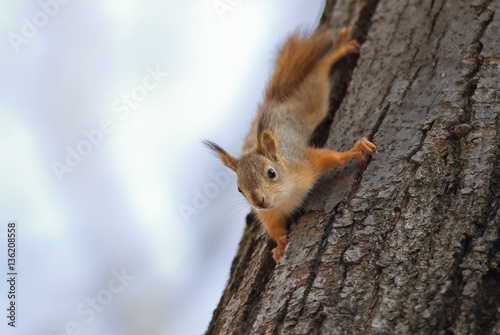 cute funny little squirrel fun crawling on a tree in the Park © nataba