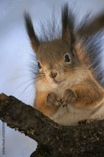 cute funny squirrel sitting on a tree in the Park
