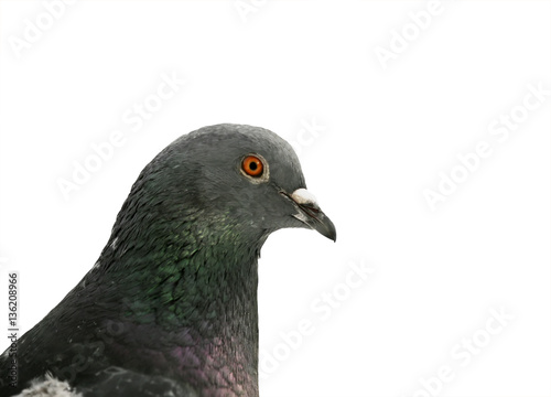 portrait of a grey bird dove close-up on white isolated backgrou