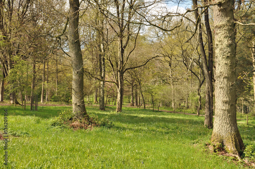 Springtime trees and walks in the British countryside. Springtime trees and walks in the British countryside.