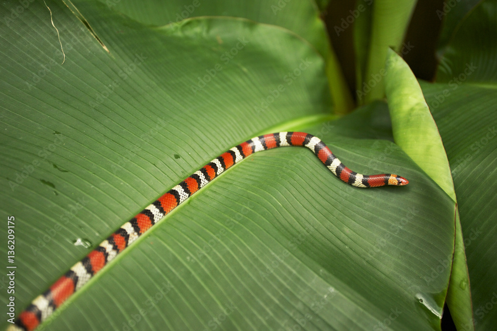 Naklejka premium Scarlet snake in Florida