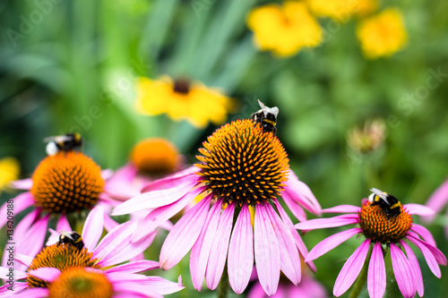 Bumblebees sitting on colorful flowers.