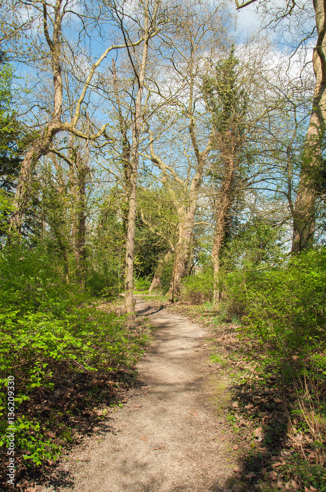 Springtime trees and walks in the British countryside. Springtime trees and walks in the British countryside.