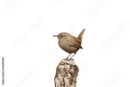 bird Wren sitting on the root of the tree in the spring in the f