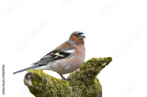 the bird is a Finch standing on a branch with moss on a white is