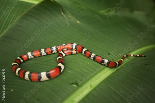 Scarlet snake in Florida