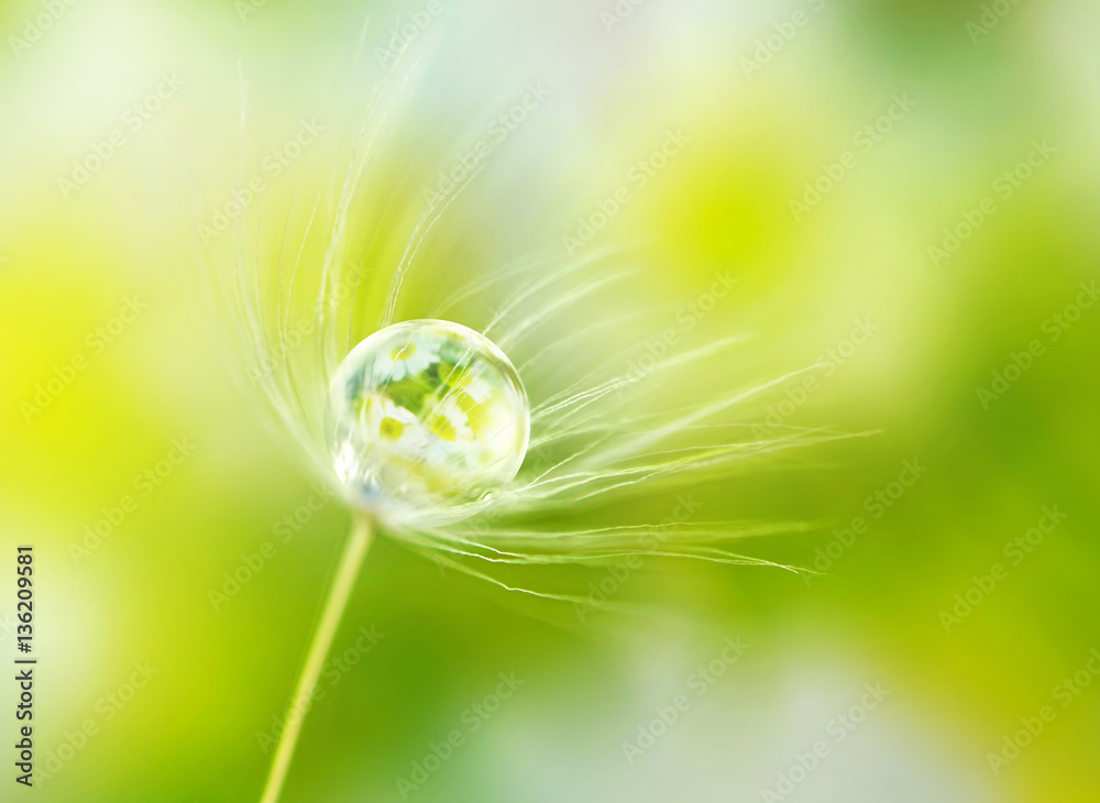 Rain drop dew on a dandelion seed in the wind  with reflection of flowers daisies on a meadow outdoors spring macro summer with soft focus.  Amazing delicate fresh air artistic image. - obrazy, fototapety, plakaty 