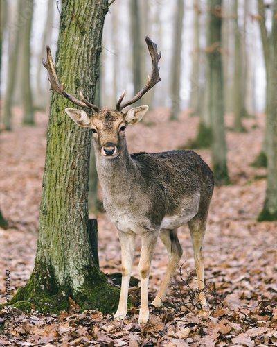 A male of fallow deer with grate antlers in the autumn oak forest. © vitezslavmalina