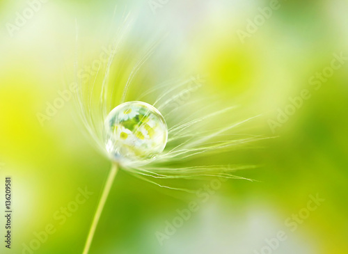 Rain drop dew on a dandelion seed in the wind with reflection of flowers daisies on a meadow outdoors spring macro summer with soft focus. Amazing delicate fresh air artistic image.